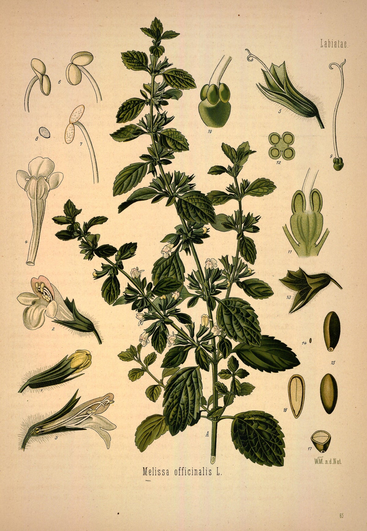 Melissa di Bulgaria (Melissa officinalis) – Olio Essenziale