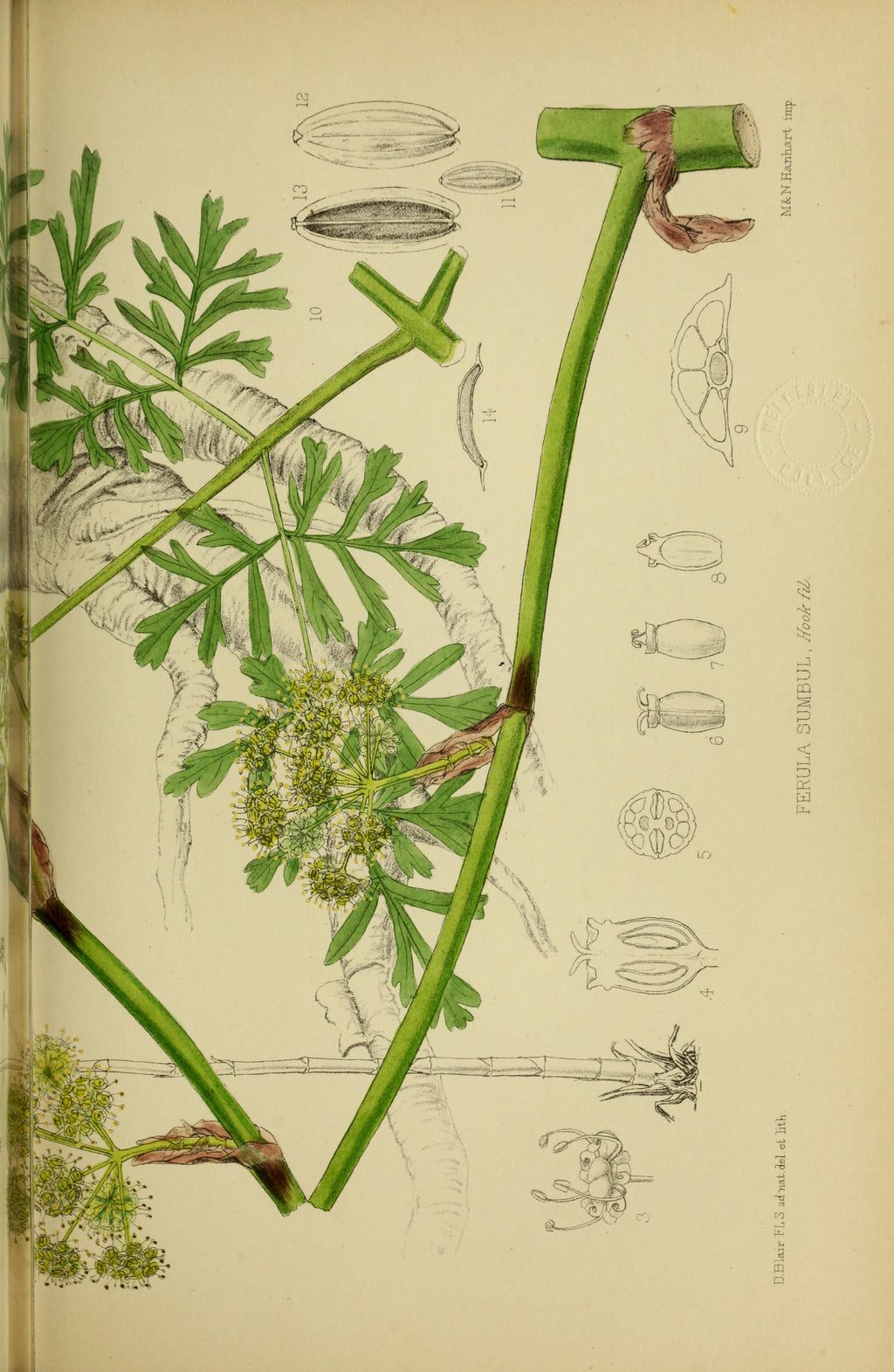 Ferula Sumbul – Radice Muschiata