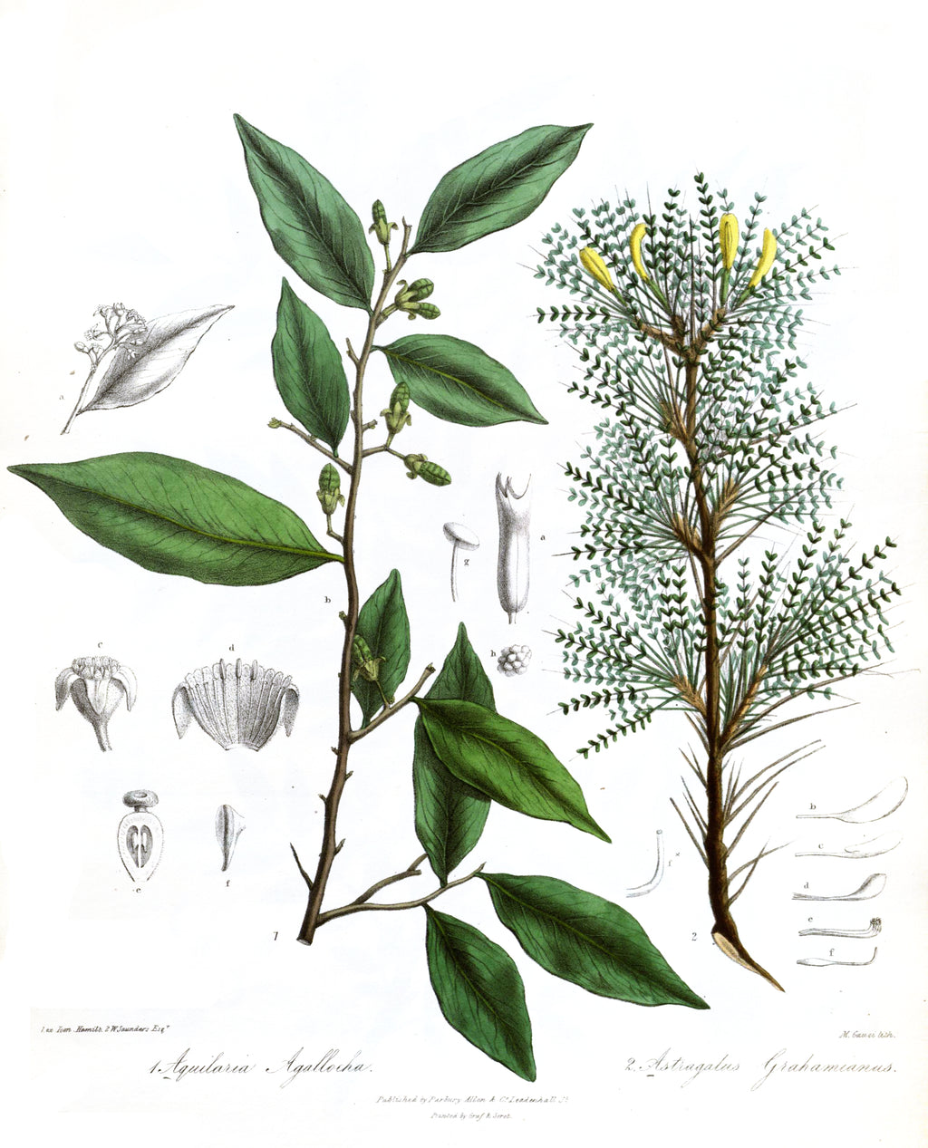 Aquilaria agallocha — lámina 36 de Illustrations of the Botany of the Himalayan Mountains, J. F. Royle (1839), dominio público
