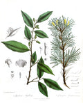 Aquilaria agallocha — lámina 36 de Illustrations of the Botany of the Himalayan Mountains, J. F. Royle (1839), dominio público