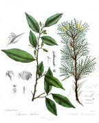 Aquilaria agallocha — lámina 36 de Illustrations of the Botany of the Himalayan Mountains, J. F. Royle (1839), dominio público