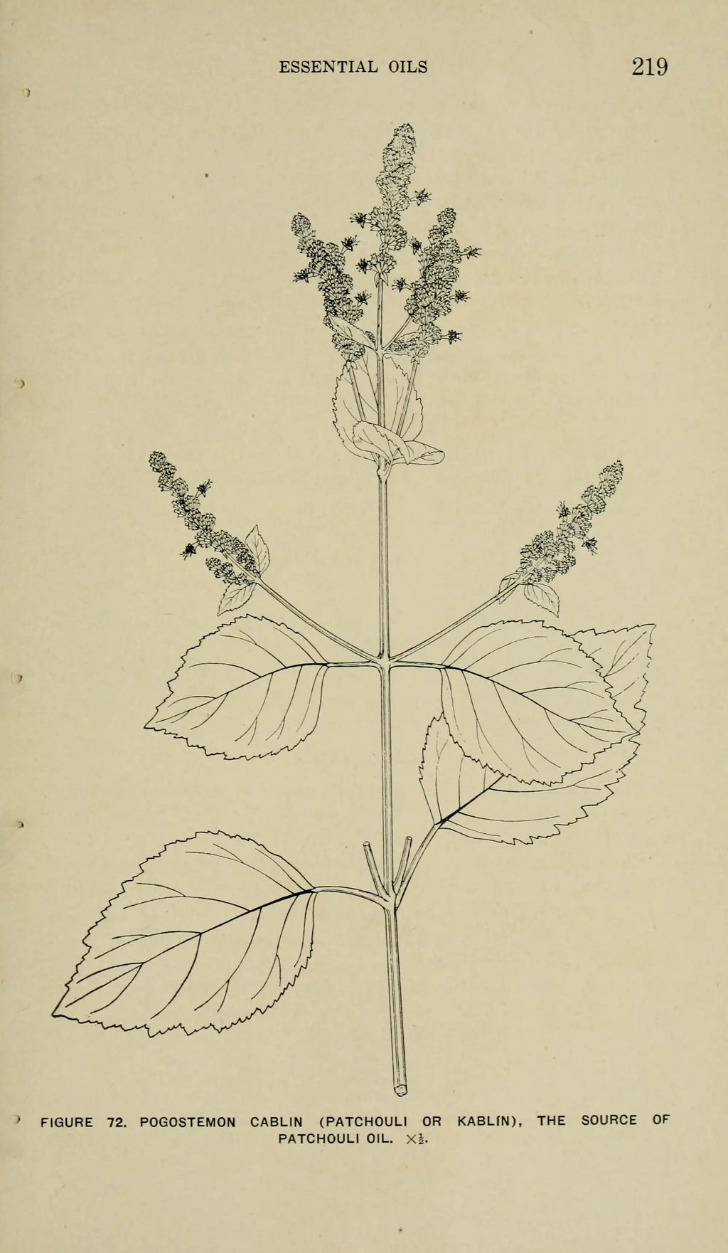 Patchouli Oil — Pogostemon cablin — Nepal — 2025