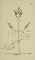 Lámina botánica antigua del pachulí (Pogostemon cablin)