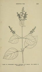 Patchouli Oil — Pogostemon cablin — Nepal — 2025
