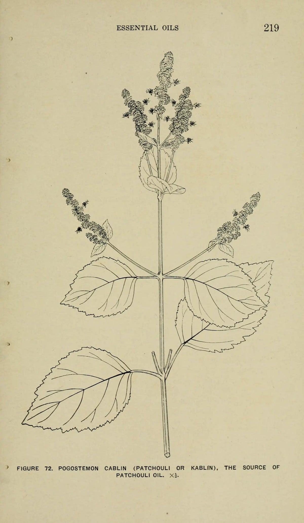 Patchouli Oil — Pogostemon cablin — Nepal — 2025