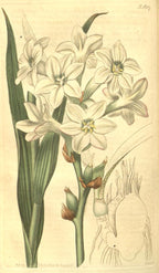Polianthes tuberosa — lámina de Curtis's Botanical Magazine (1816), dominio público