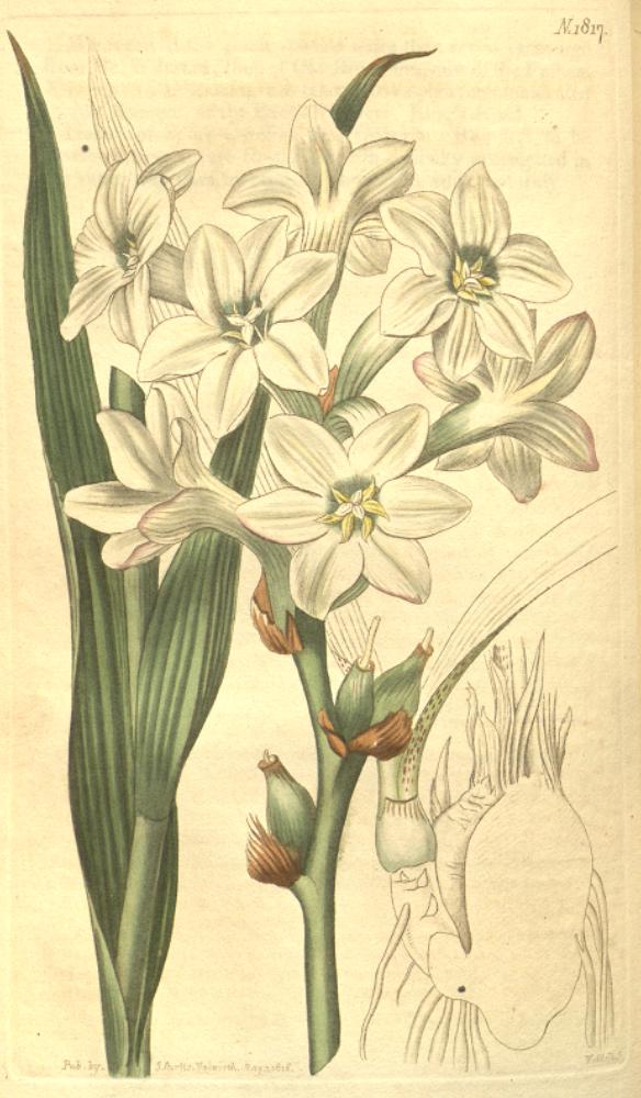 Polianthes tuberosa — lámina de Curtis's Botanical Magazine (1816), dominio público