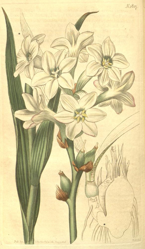 Polianthes tuberosa — lámina de Curtis's Botanical Magazine (1816), dominio público
