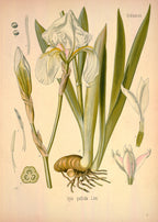 Resinoide di Iris – Distillazione Molecolare (Iris pallida) | Italia