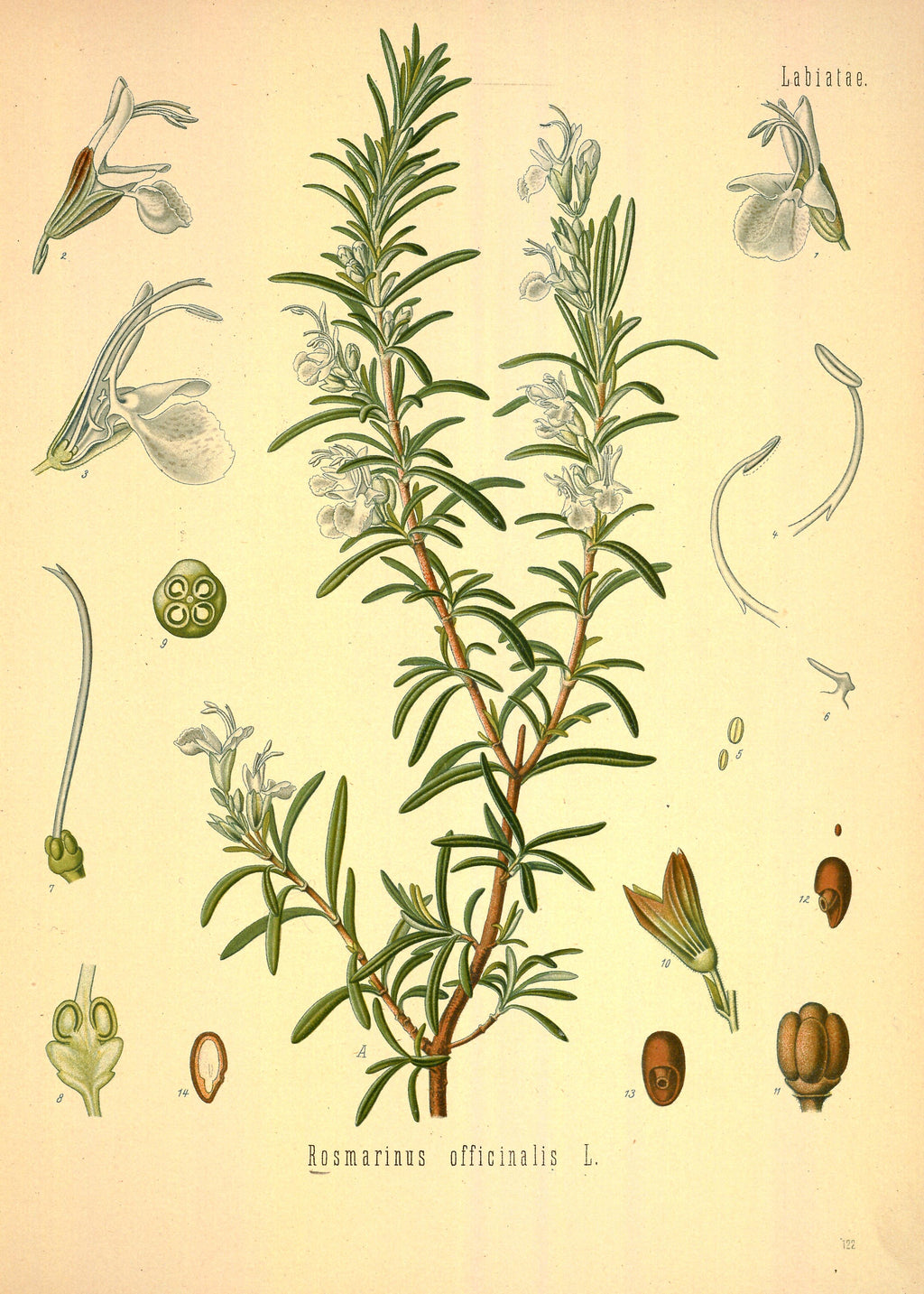 Olio Essenziale di Rosmarino 1980