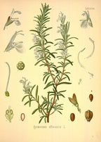Olio Essenziale di Rosmarino 1980