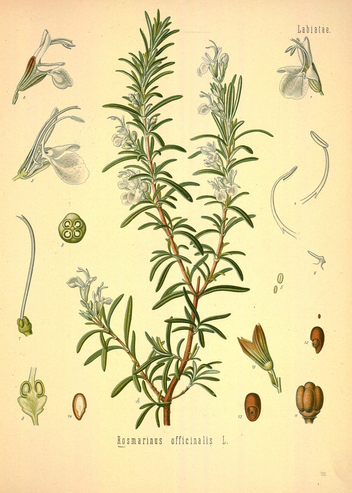 Olio Essenziale di Rosmarino 1980