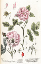 Olio Essenziale di Rosa Damascena – Iran