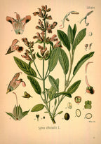 Olio Essenziale di Salvia officinalis – Spagna