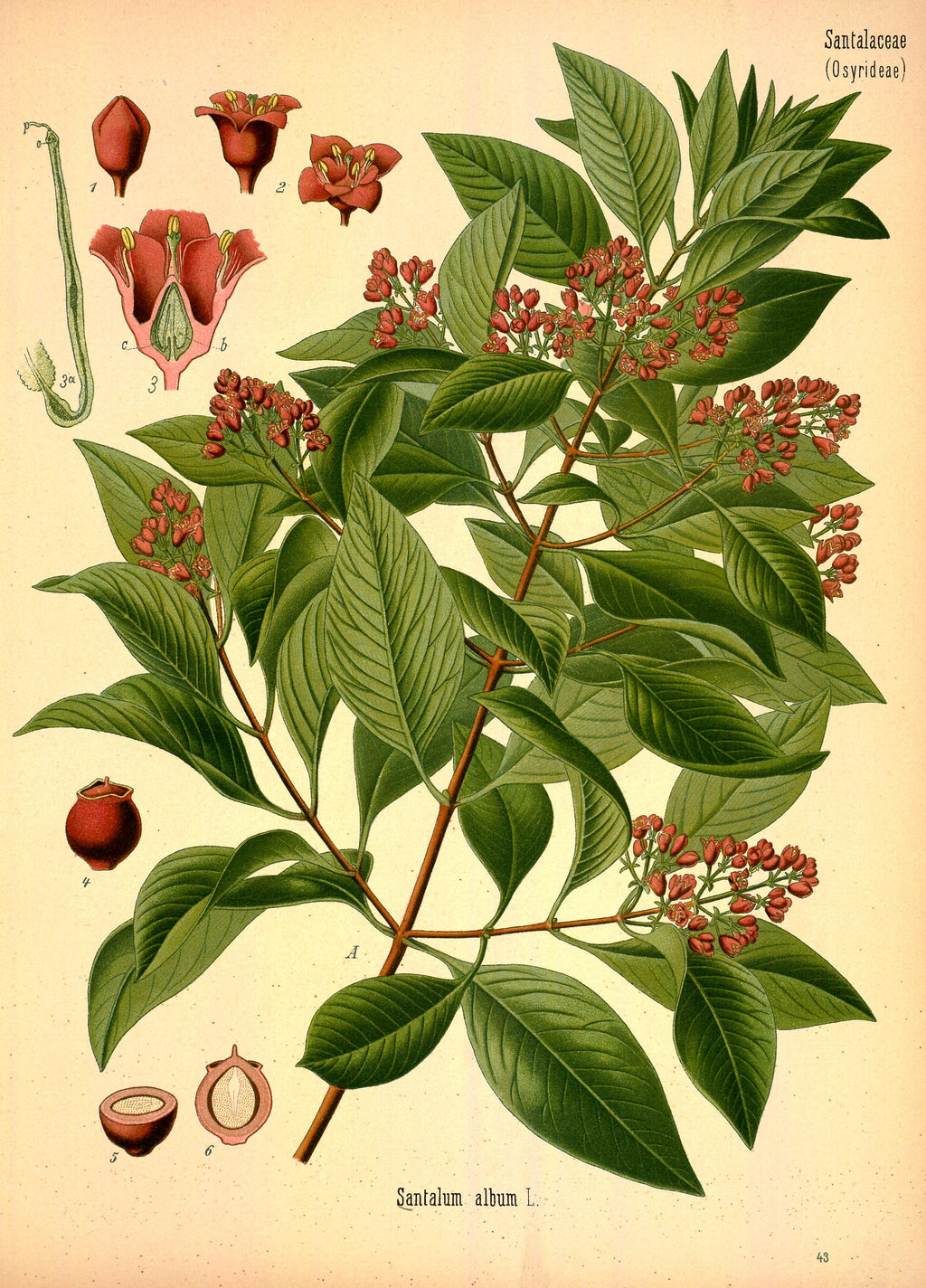 Coming Soon | Sandalwood Essential Oil – Santalum album Indonesia | High-Pressure Distillation