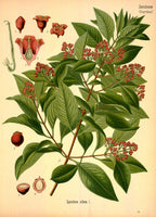 Sandalwood Essential Oil — Santalum album — Nepal — 2025