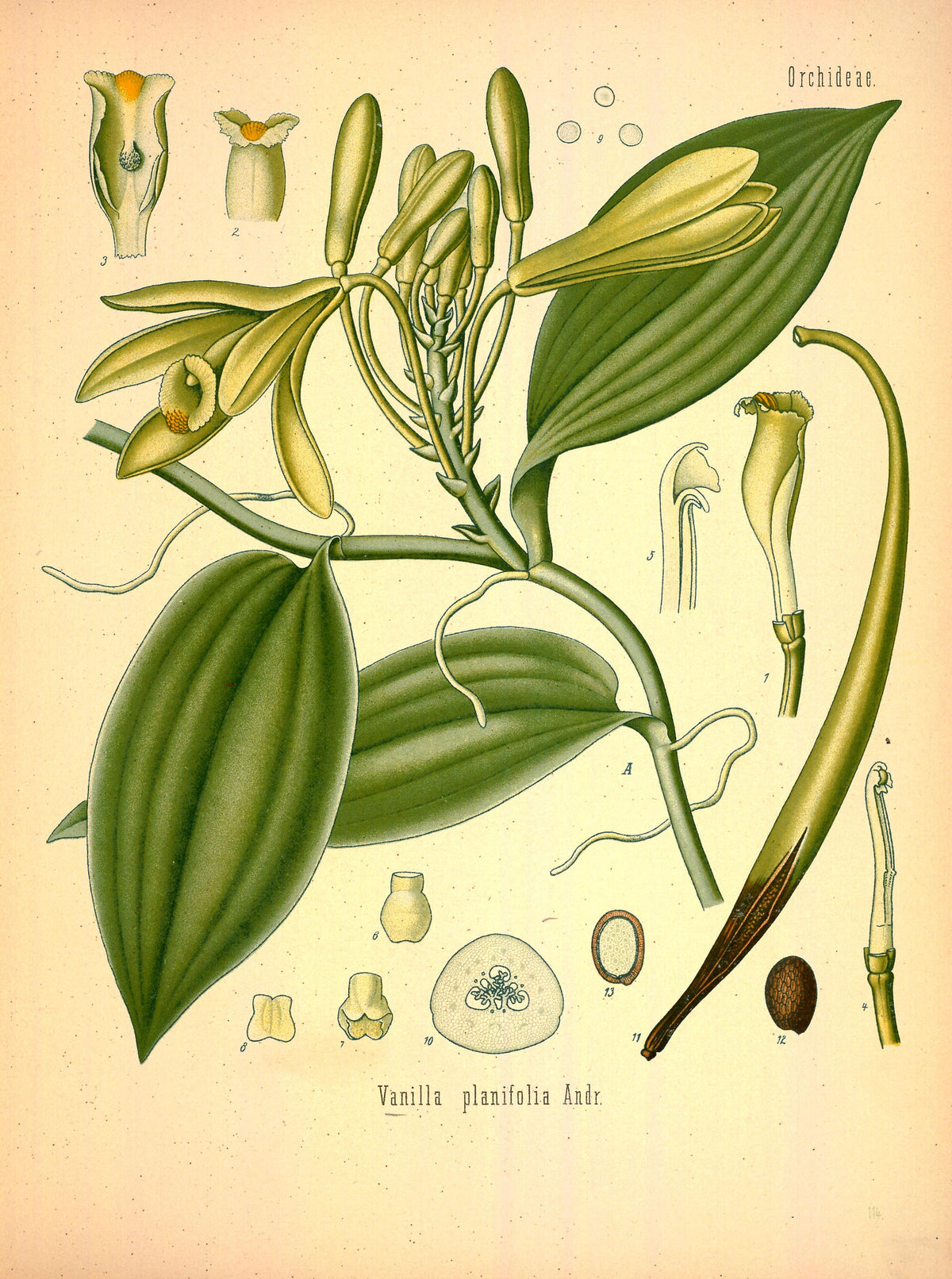 Vaniglia CO2