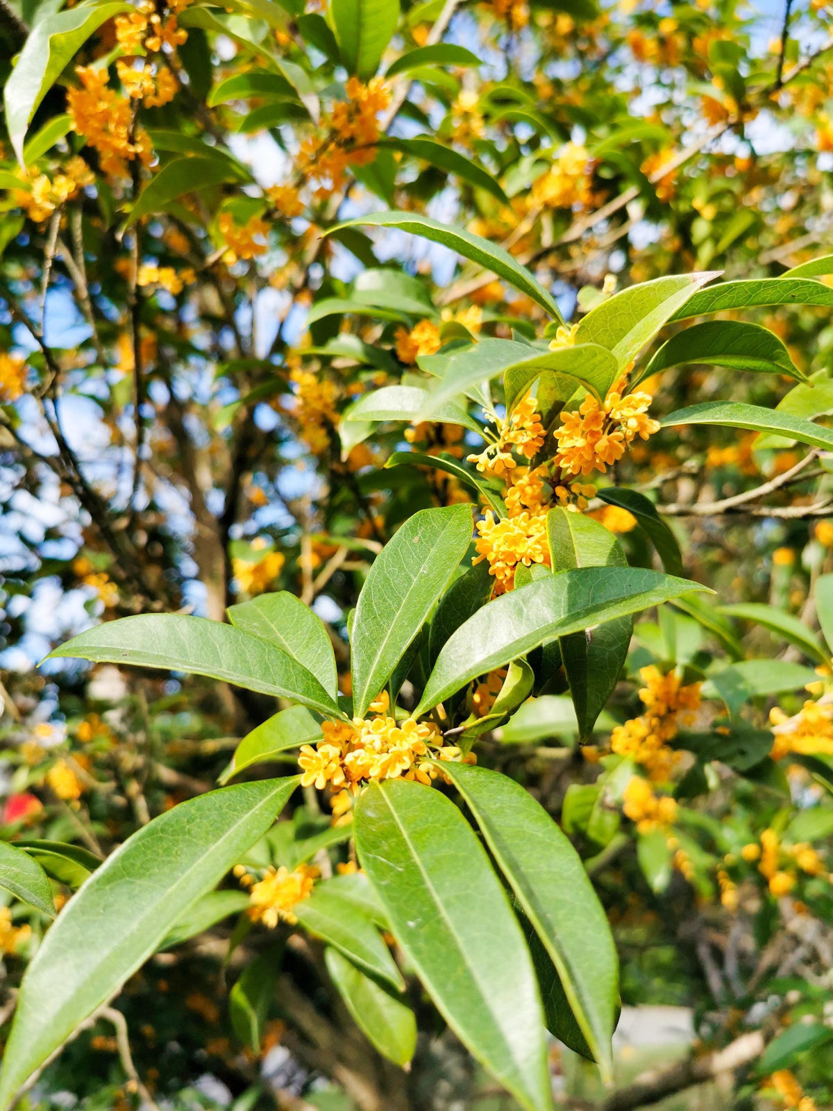 Osmanthus-Absolue Standard