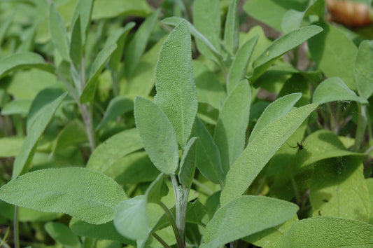 Salvia Officinalis Essential Oil - Spain