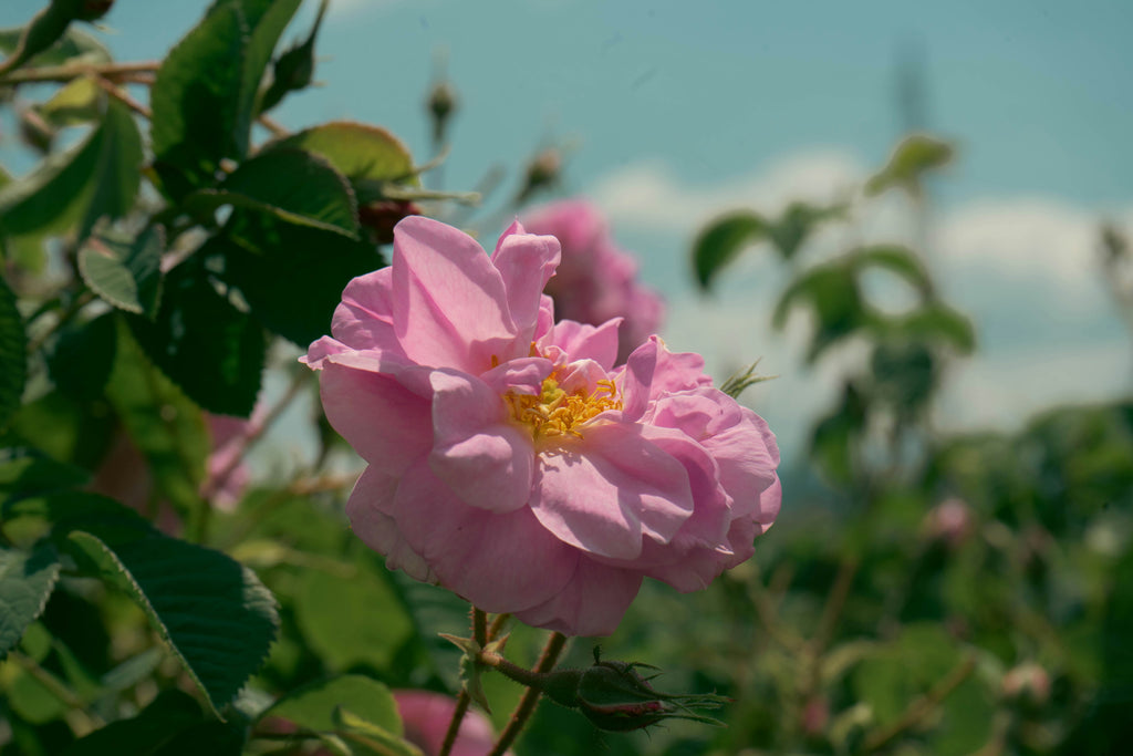 Rosa de Damasco (Rosa × damascena), la flor de origen del aceite esencial