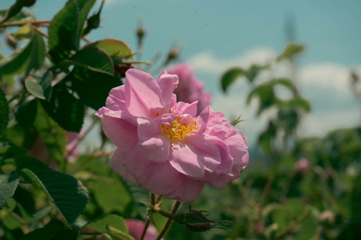 Rosa de Damasco (Rosa × damascena), la flor de origen del aceite esencial