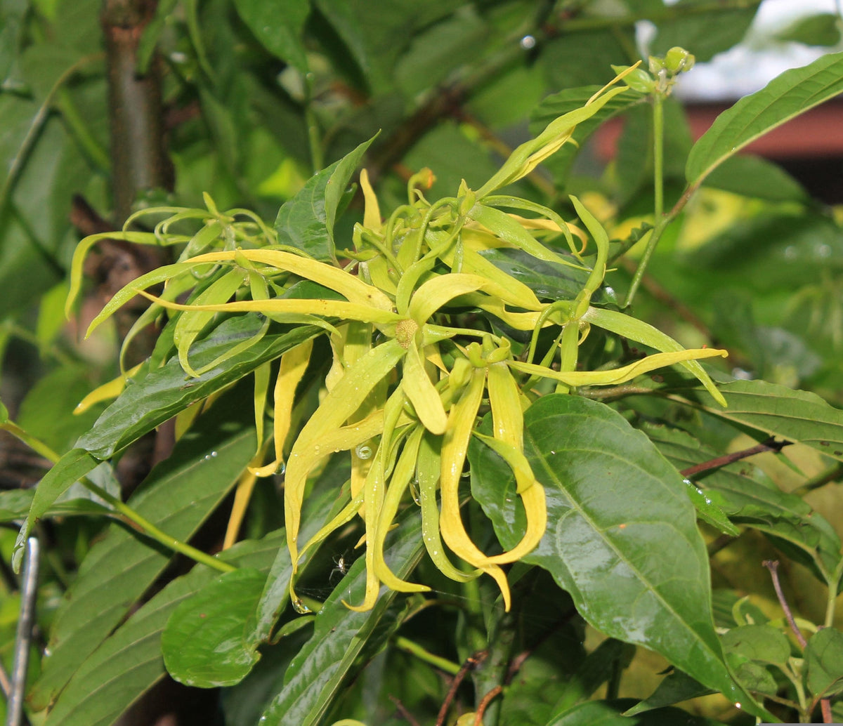 Ylang Ylang Categoria 3 Madagascar (Cananga Odorata) 5 ml de aceite esencial