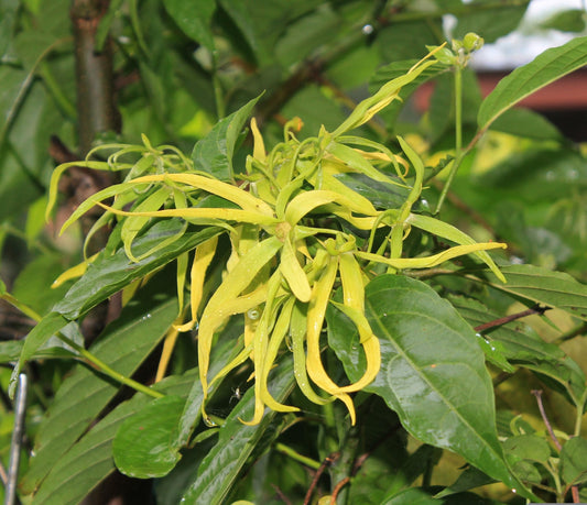Ylang Ylang Kategorie 3 Madagaskar (Cananga Odorata) 5 ml Ätherisches Öl