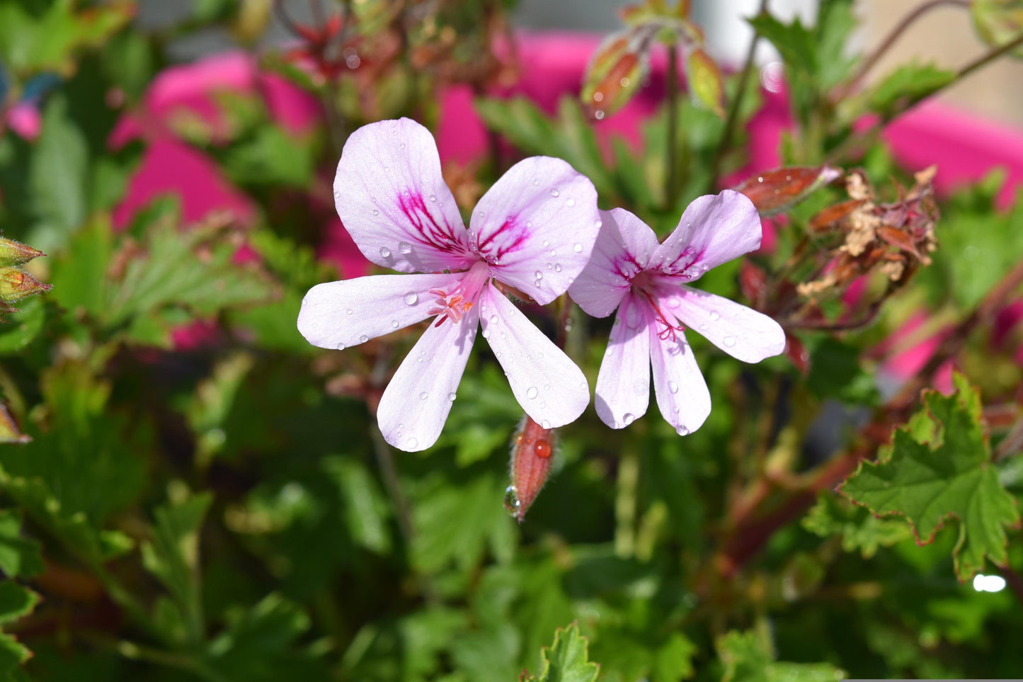 Ätherisches Geraniumöl (Pelargonium graveolens) - Madagaskar