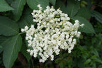 Flor de Saúco Absoluto – Francia