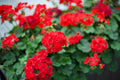 Geranio de perfumería (Pelargonium graveolens), la planta de origen del aceite esencial