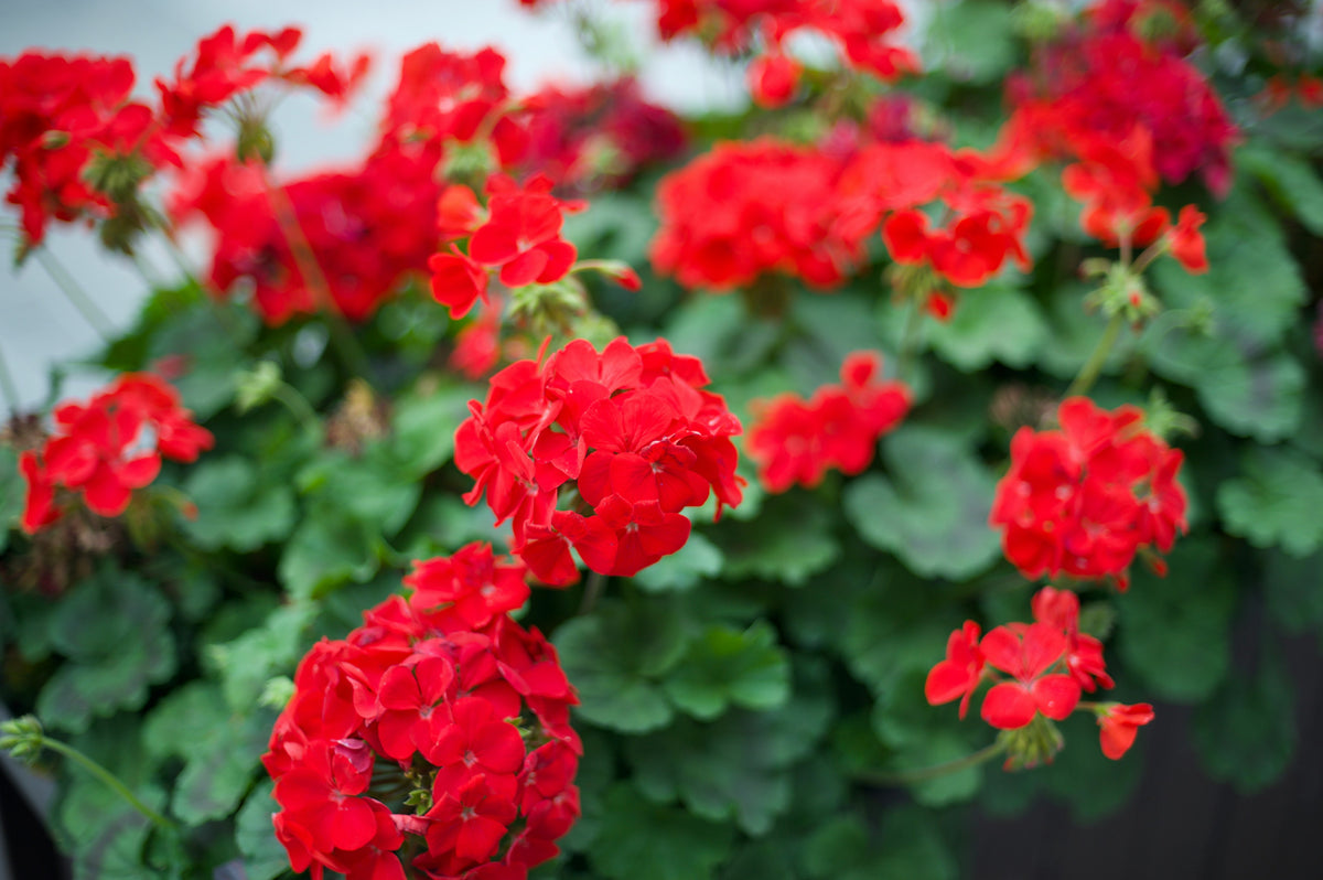 Geranio de perfumería (Pelargonium graveolens), la planta de origen del aceite esencial