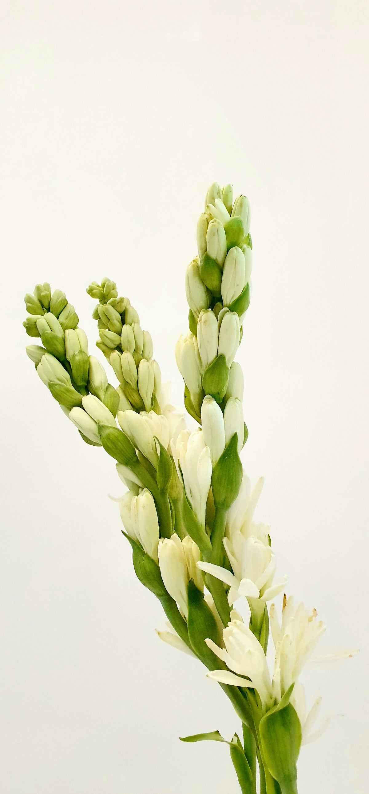 Tuberosa (Polianthes tuberosa), la flor de origen del absoluto