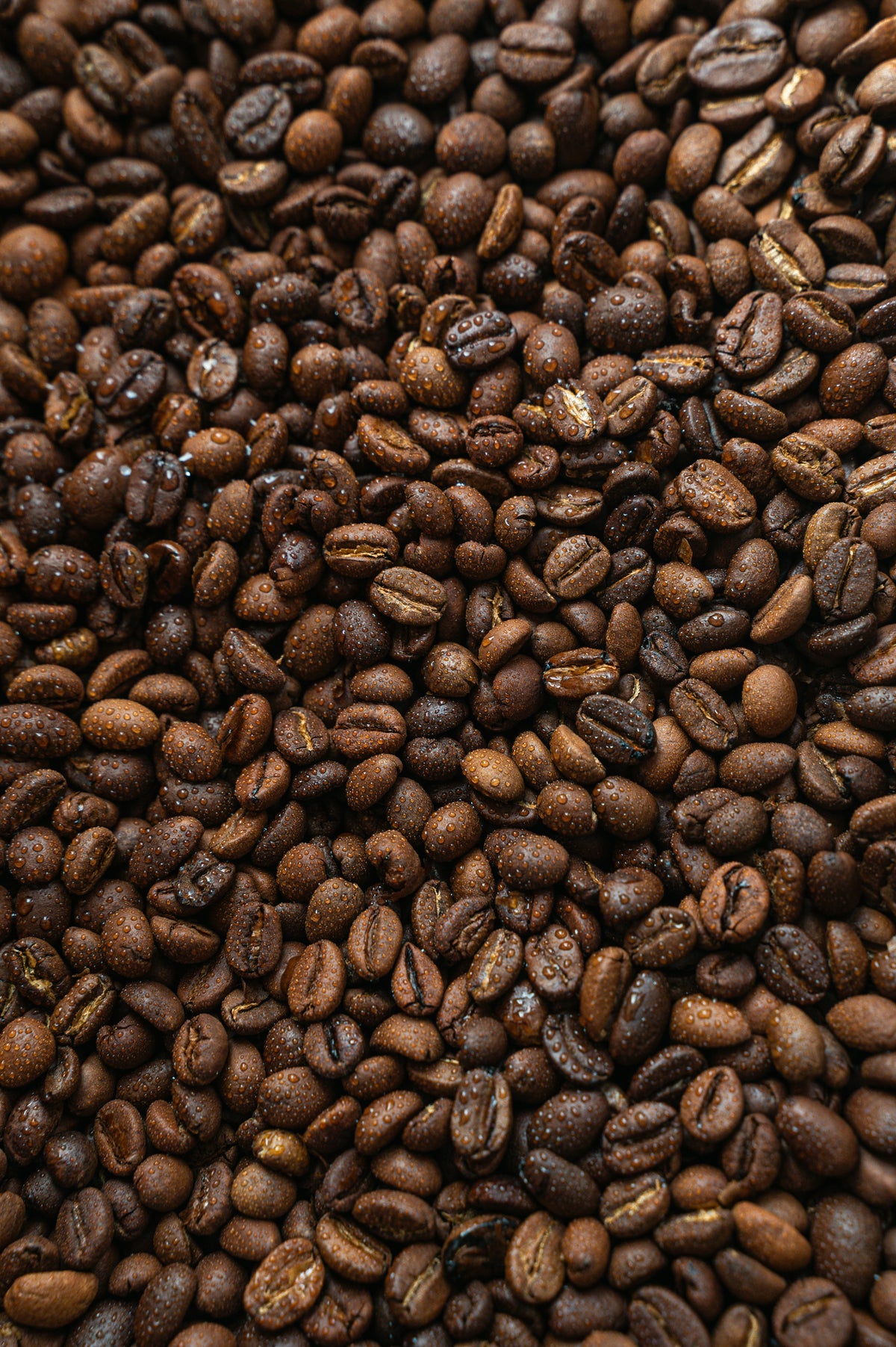 Café arábica (Coffea arabica), la materia prima del absoluto
