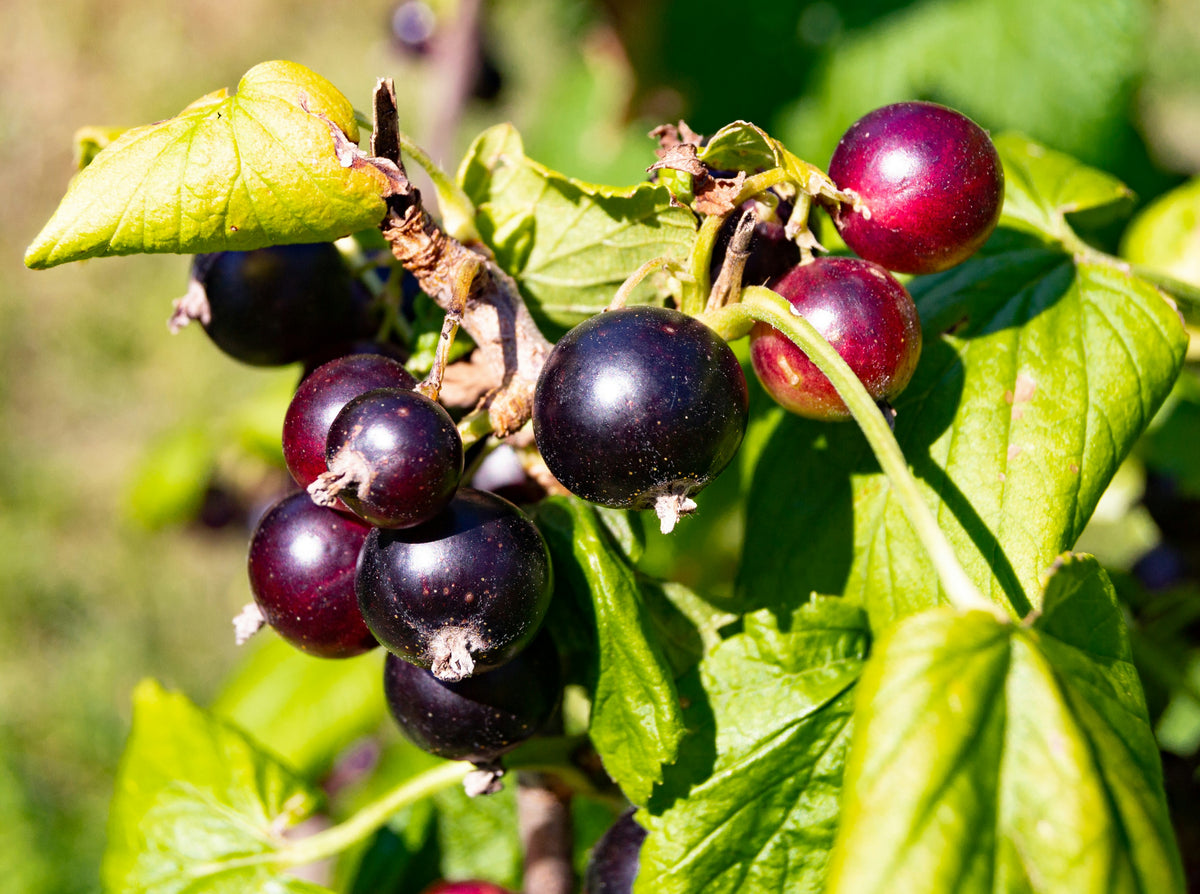 Grosella negra (Ribes nigrum), la planta de origen del absoluto