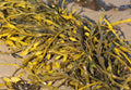 Algas marinas (Fucus vesiculosus), la materia prima del absoluto