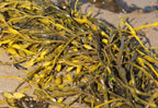 Algas marinas (Fucus vesiculosus), la materia prima del absoluto