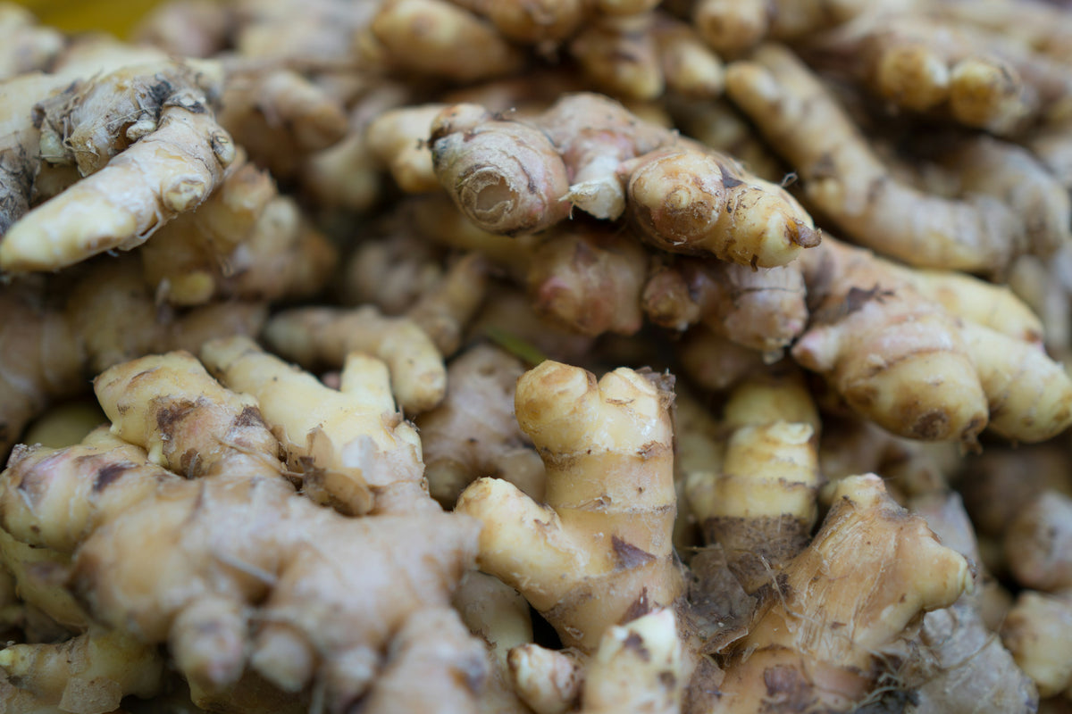 Rizomas de jengibre fresco (Zingiber officinale), la materia prima del aceite esencial