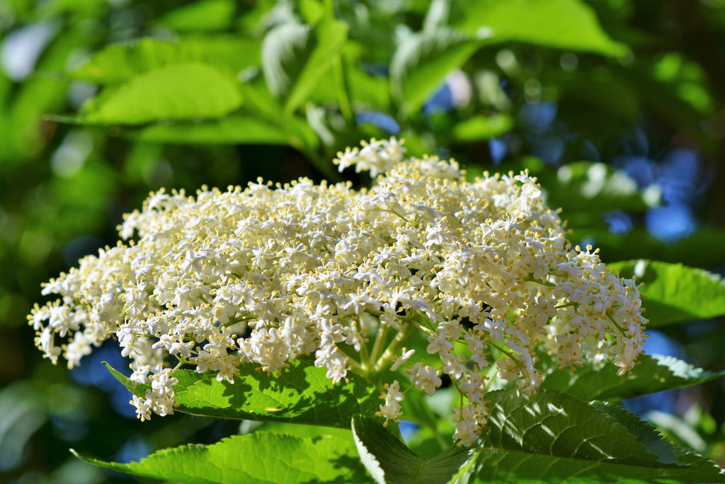 Flor de saúco (Sambucus nigra), la flor de origen del absoluto